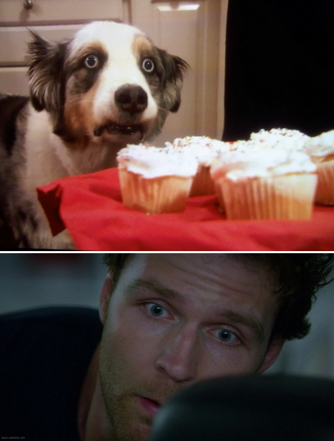 dean ambrose 12 rounds lockdown 3 stains the cupcake dog